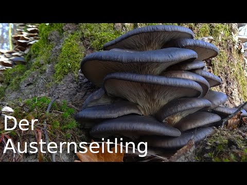 Pilzportrait - Der Austernseitling