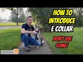 E Collar Training For Beginners Acclimation To Stim