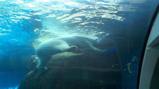 preview picture of video 'Pittsburgh Zoo Polar Bear'