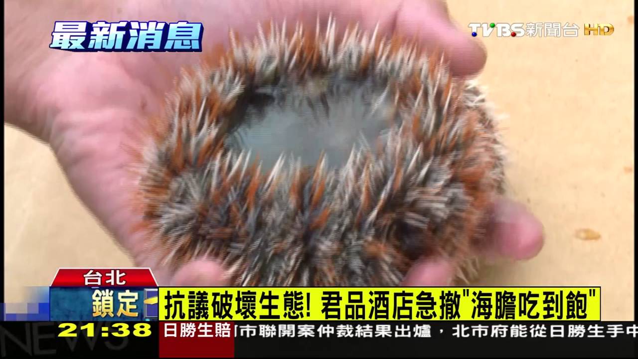 抗議破壞生態! 君品酒店急撤「海膽吃到飽」