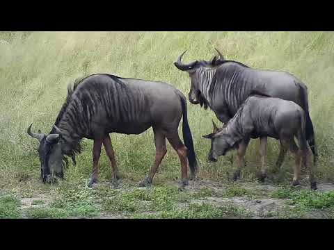Djuma: Wildebeest and Impalas - 14:40 - 04/08/19