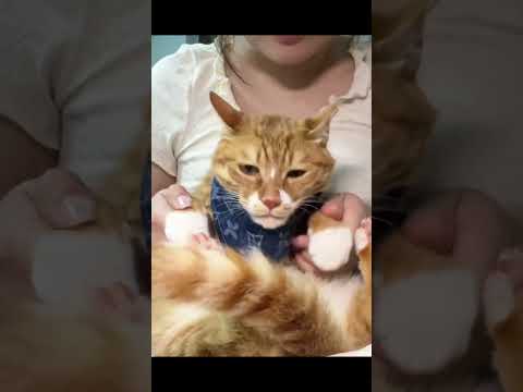 不能再颠了，再颠就飞机耳飞走了#记录猫咪日常 #橘猫 #猫咪手势舞