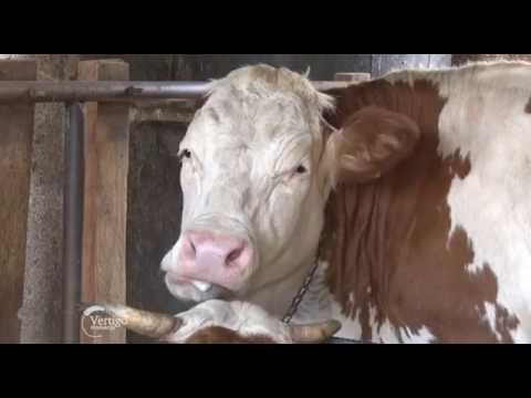 Proizvodnja mailina i tov junadi u Podrinju   U nasem ataru 606