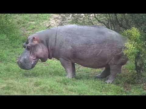 Djuma: Hippo heading off to graze - 17:50 - 11/26/21