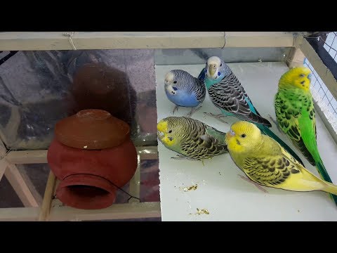 Love Birds In Nest - Activities Video