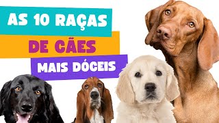 As 10 Raças de Cães mais Dóceis
