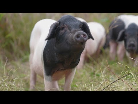 Geografía de China: Cerdito panda--Cerdo de dos extremos negros