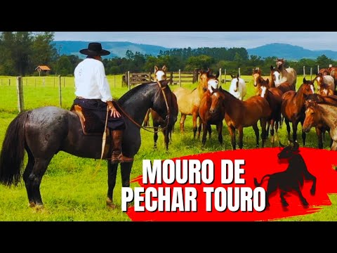 Moorish Horse/ MAYA IMPULSE at Estancia Liberdade