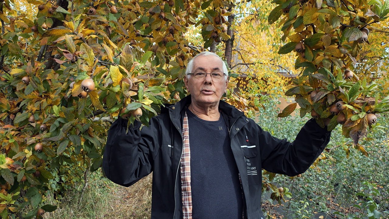 Od kivija do eukaliptusa