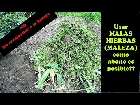 PREPARA UN SUPER ABONO con las mal llamadas MALAS HIERBAS O MALEZA ¿es posible? #abono #mulching