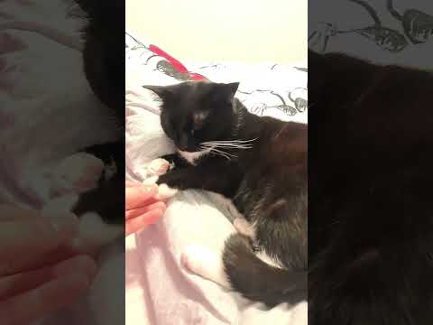 #pisicutaghidusa #iubire #miti #catlover #cute #funny #cat