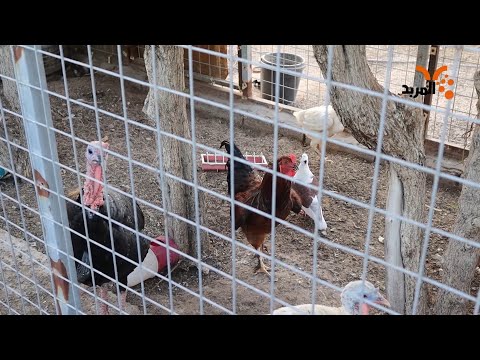 شاهد بالفيديو.. شاهد حديقة الحيوانات في البصرة #المربد