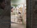Top 5 Ishowspeed Barking Moments Ishowspeed Ytshorts Ranking