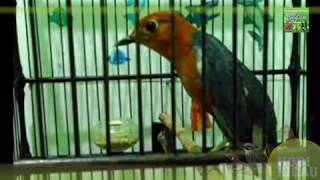 Download lagu Anis Merah Gacor Isian Cililin Ngekek Panjang mp3 Download lagu Anis Merah Gacor Isian Cililin Ngekek Panjang mp3