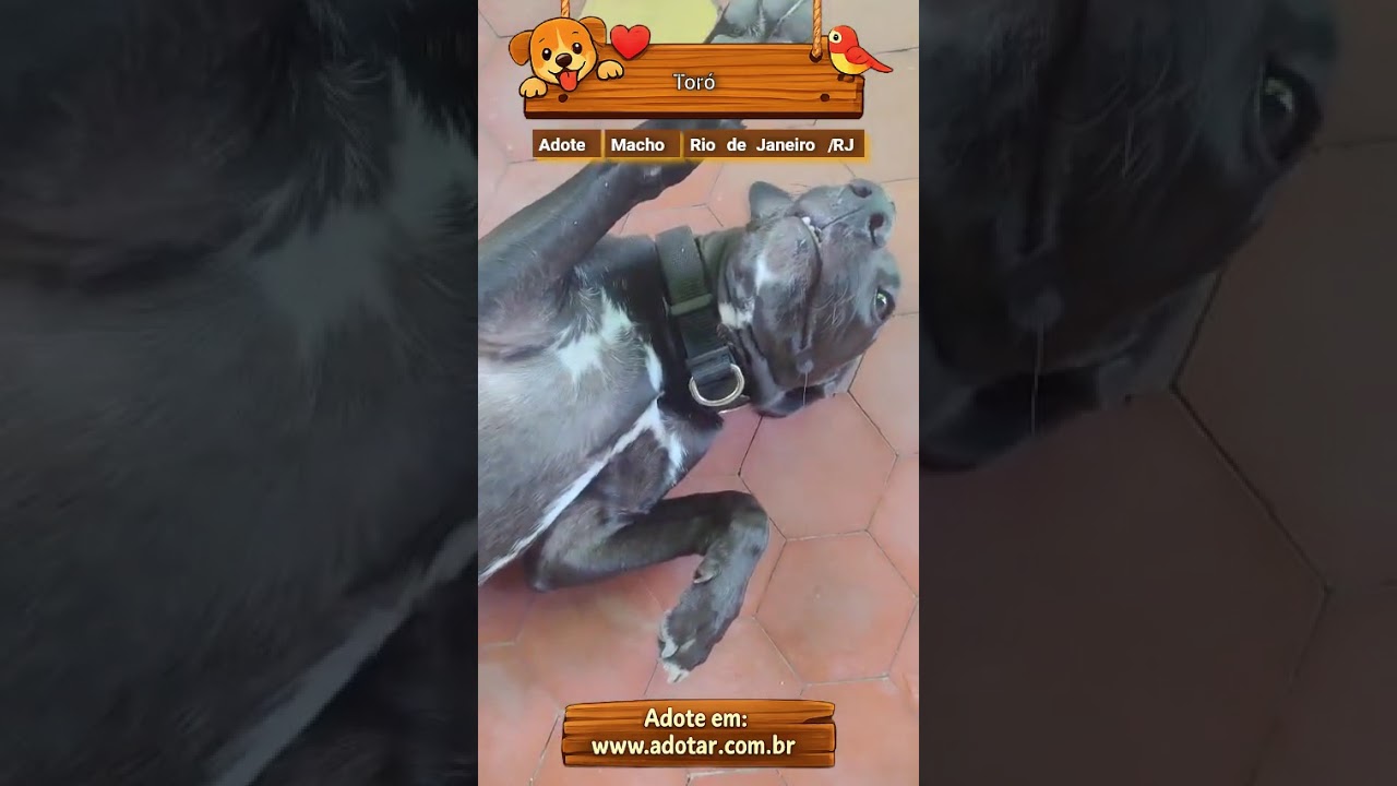 Cachorro raça SRD-ViraLata idade 2 a 6 meses nome Toró