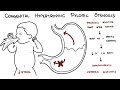 Congenital Hypertrophic Pyloric Stenosis