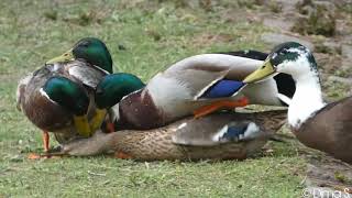 [問卦] 公鴨交配怎麼這麼垃圾？