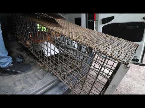 Lis wychodzi na wolność