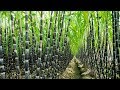 Sugarcane: Farming, Harvesting and Processing