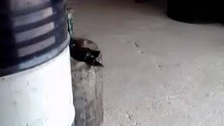 Chen yong yong yuan ai ni