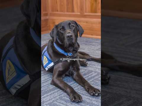 Dogs In The Courthouse