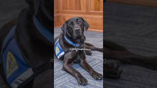 Courthouse Dogs May Be the Best Dogs