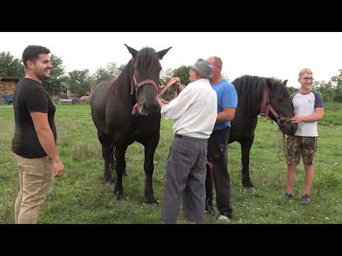 Caii lui Marin de la Cebza, Timis - 2022 Nou!!!