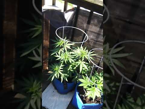 Still day 39 wanted to show the first pistils on the sour diesel