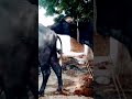 Buffalo Meeting Buffalo Meeting Video Buffalo Giving Birth Buffalo Animals Bull Fyp Foryou