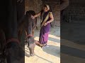 Cow Animalfarming Animalfarming Baffalo Cattlefarming Livestockfarming