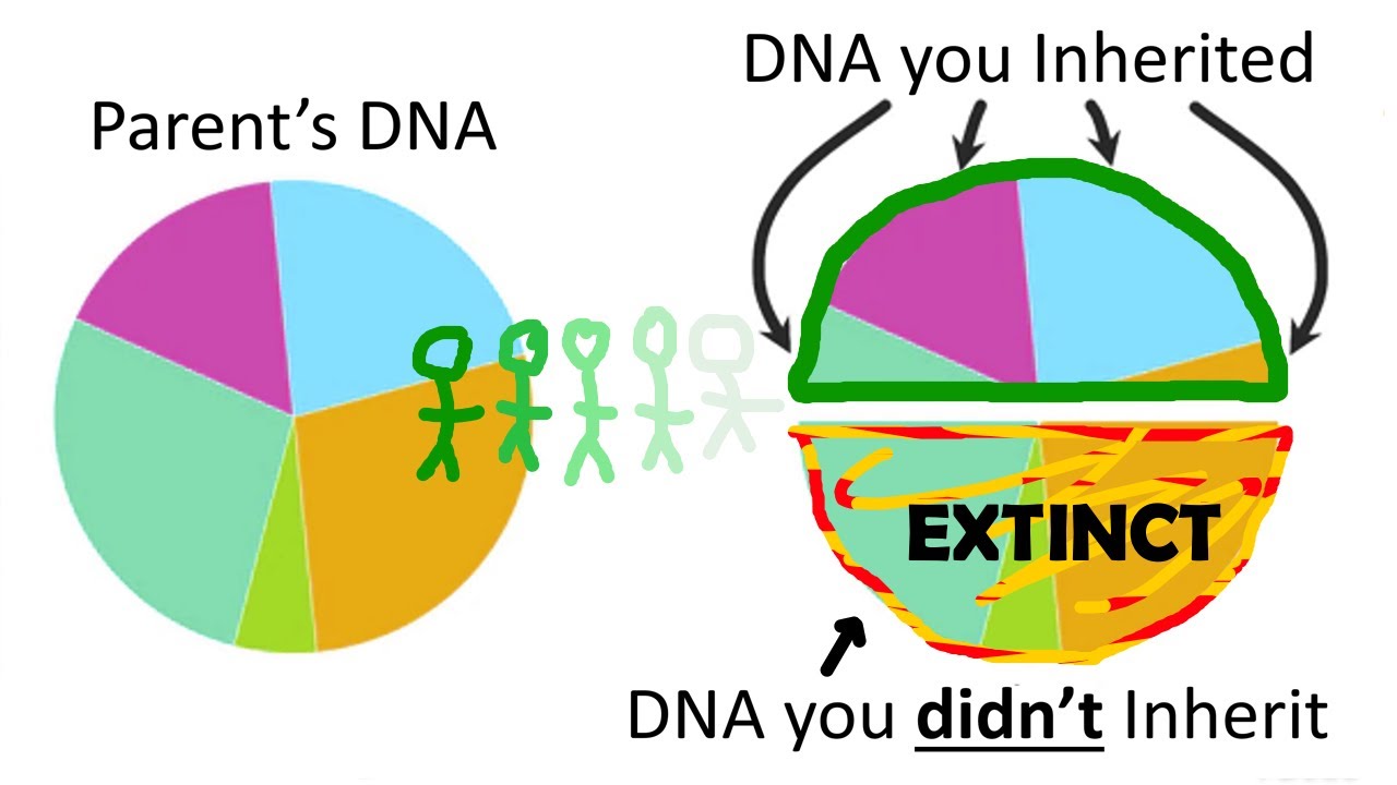 Why You Are No Longer Related to Your Ancestors