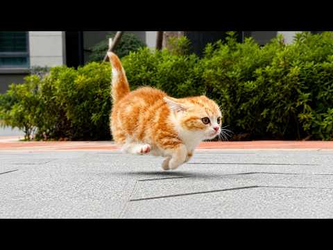 Funny Cats Become Little Comedians 🤣