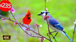 12 Hr. Uninterrupted Cat TV 😻 Best of Birds Compilation Birdbath Branches 🐦No Ads @LensMyth