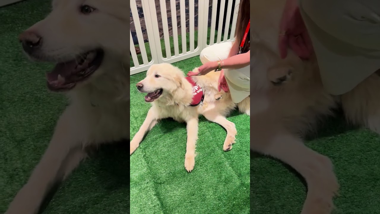 Enlarge Alabaster, a Adoptable mixed breed in New York, NY video 6/6