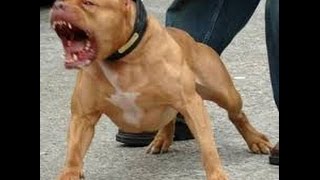 Top Pitbull dogs attack situations most dangerous in the world new