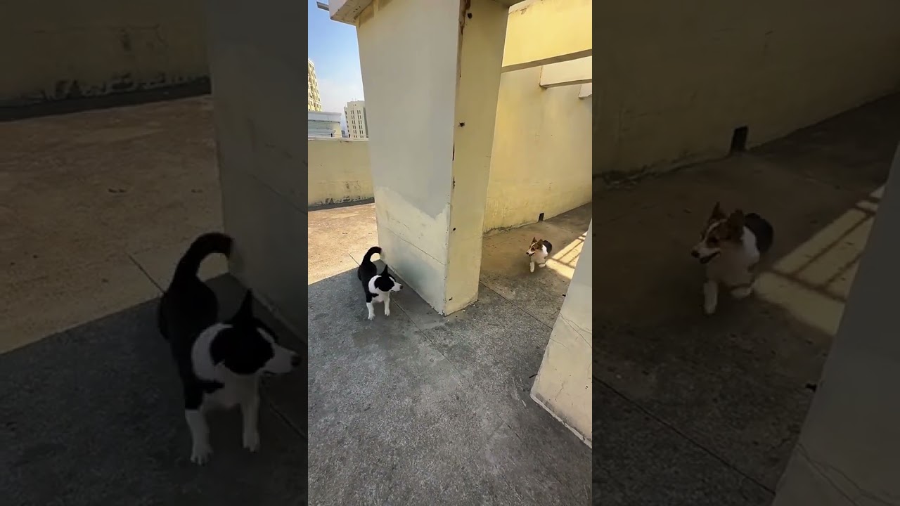 Tom & Jerry phiên bản đời thật… chui lỗ mượt như phim 😂