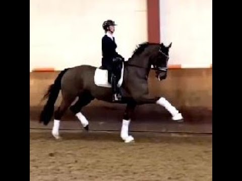 2015 mare by /Stute von Goldberg www.sporthorses-online.com