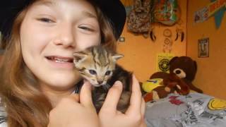 La Chanson Des Animaux // Satine Walle