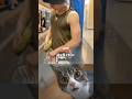 Cucumber Prank Cat Dance Memes Funny