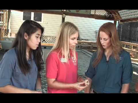 Aqua Kids Florida Oceanographic Coastal Center Part 1