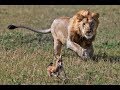 Humans Teach Lions To Hunt