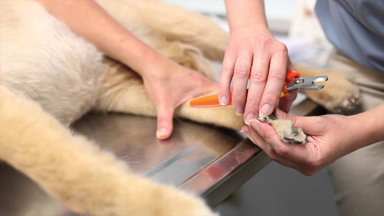ToeGrips Video Series - Dog Nail Trimming Tutorial