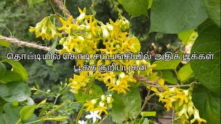 தொட்டியில் கொடி சம்பங்கி கொத்து கொத்தாக பூக்க முக்கிய குறிப்புகள் | Kodi Sampangi Valarpu in Tamil