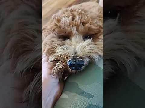 Shiloh the doodle