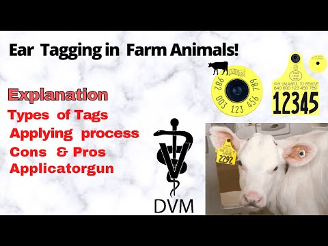 , title : 'What is ear tagging in animals | Applying process | Cons & pros | Applicator gun | #DVM |'