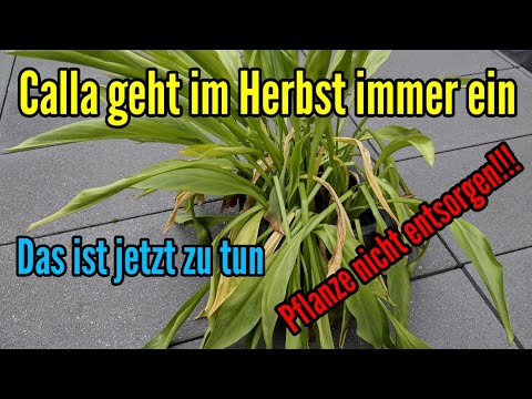 Calla verblüht bekommt gelbe Blätter und vertrocknet Was tun Calla geht ein