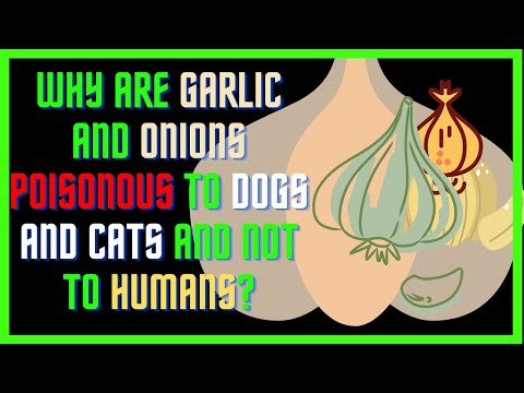 Why are Garlic and Onions Poisonous to Dogs and Cats and Not To Humans?