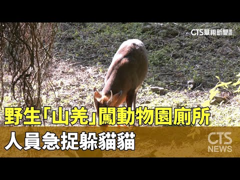 迷路了嗎？　野生「山羌」闖動物園廁所　人員急捉躲貓貓