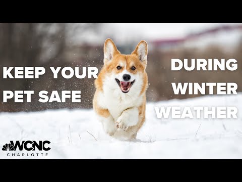 How to keep your pets safe in the winter weather