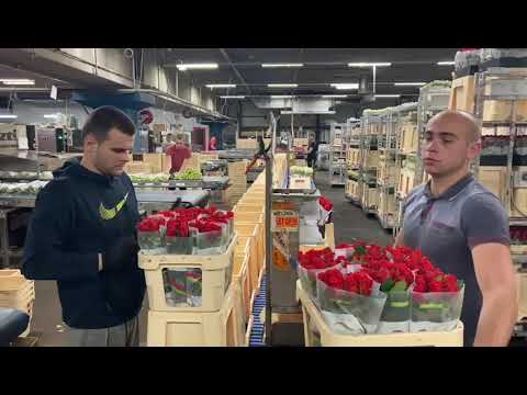 Reducing Plastic - Rift Valley Roses in recycled foil available at the auction Royal FloraHolland